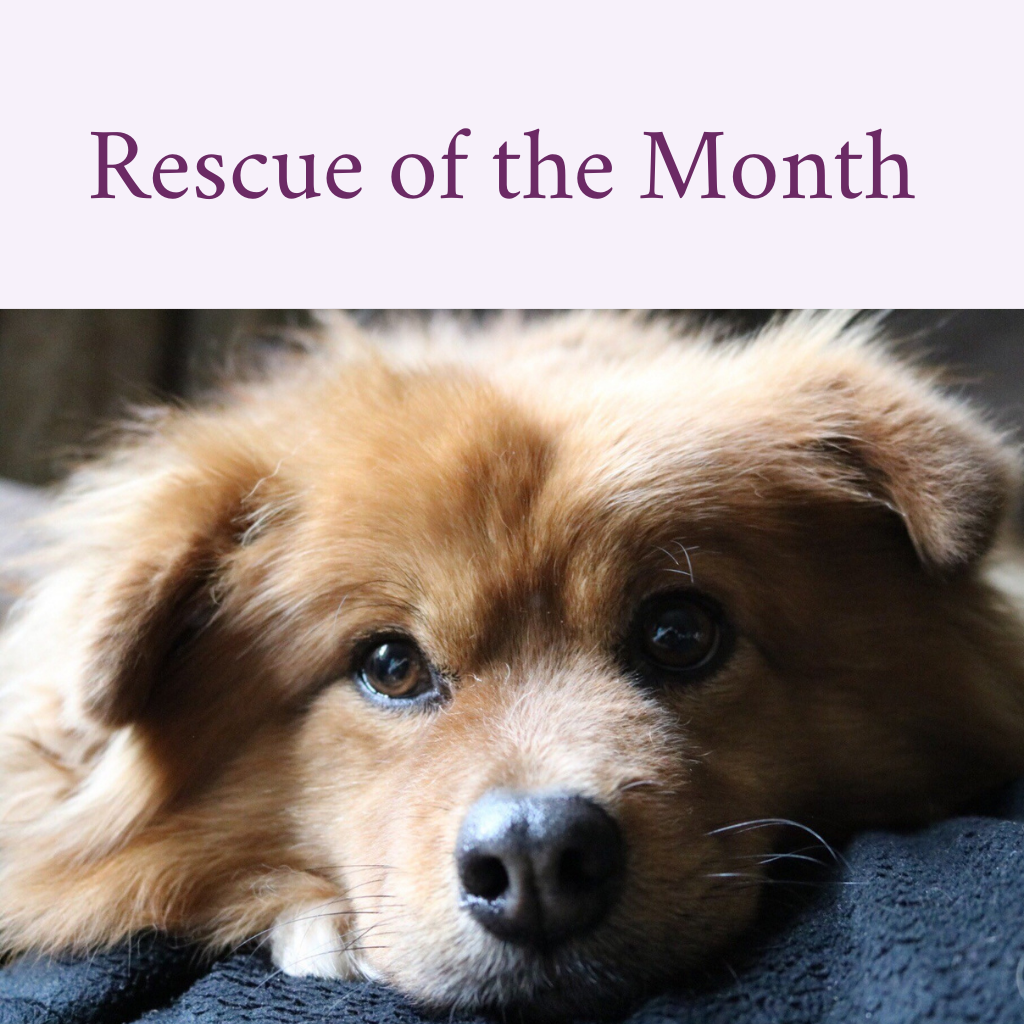 Rescue Of The Month - Pom Pom