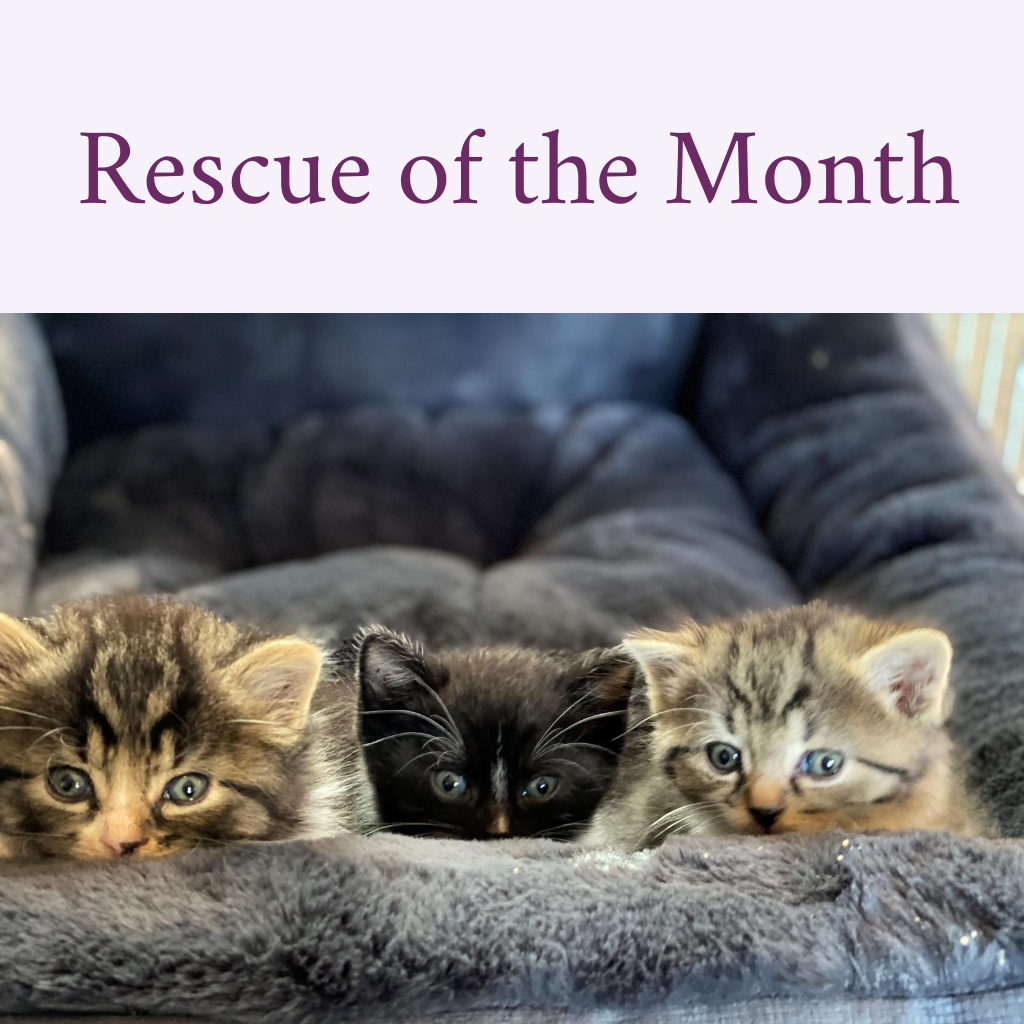 Rescue of the Month - Obie, Poe & Puck