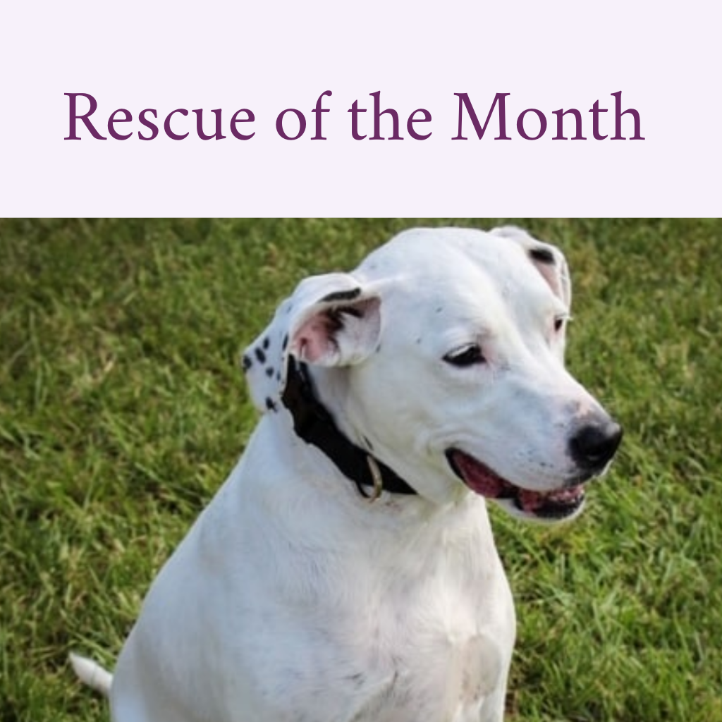 Rescue of the Month - Emma